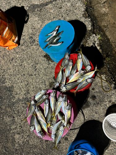 アジの釣果