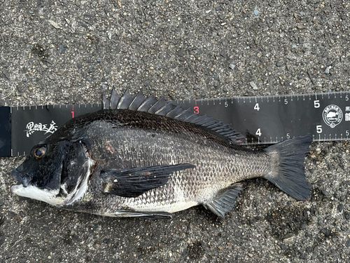 チヌの釣果