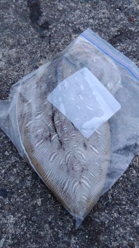 モンゴウイカの釣果