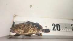 ガシラの釣果