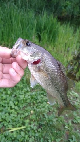 ラージマウスバスの釣果
