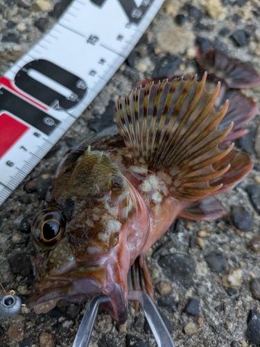 カサゴの釣果