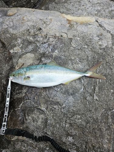 ハマチの釣果