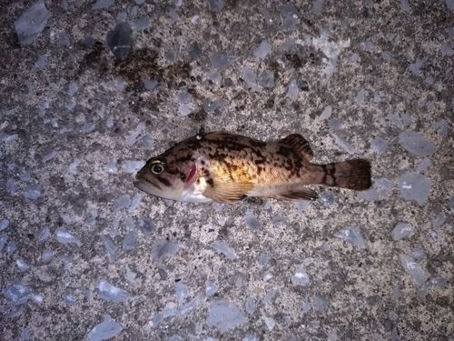 ソイの釣果
