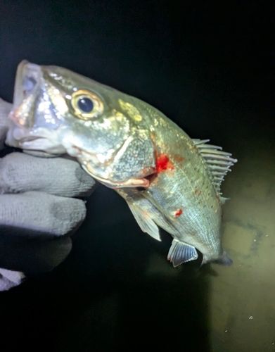 セイゴ（マルスズキ）の釣果
