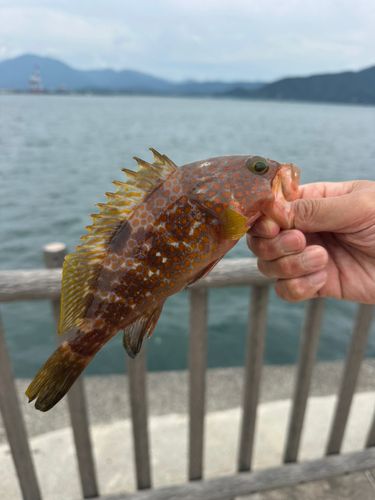 キジハタの釣果