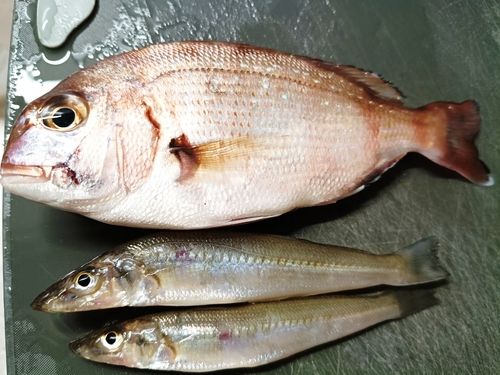 シロギスの釣果