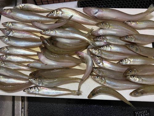 シロギスの釣果