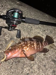 キジハタの釣果