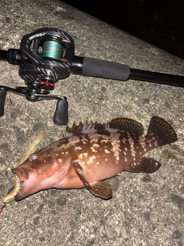 キジハタの釣果