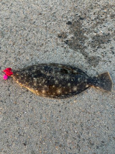 ヒラメの釣果