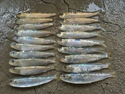 イワシの釣果