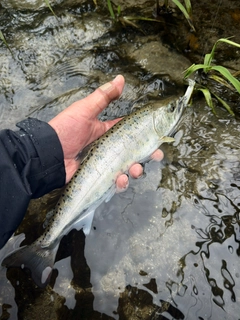 ヤマメの釣果