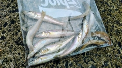 キスの釣果