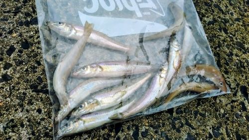 キスの釣果