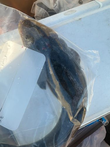 コチの釣果