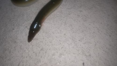 ウナギの釣果