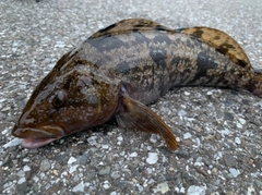 アイナメの釣果