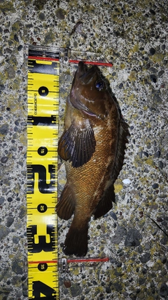 ガヤの釣果