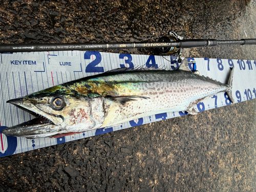 サワラの釣果