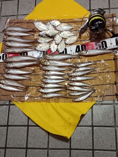 キスの釣果
