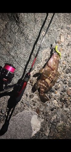 キジハタの釣果