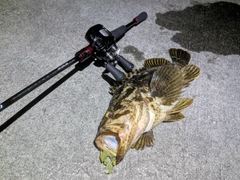 ベッコウゾイの釣果