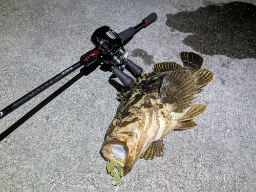 ベッコウゾイの釣果