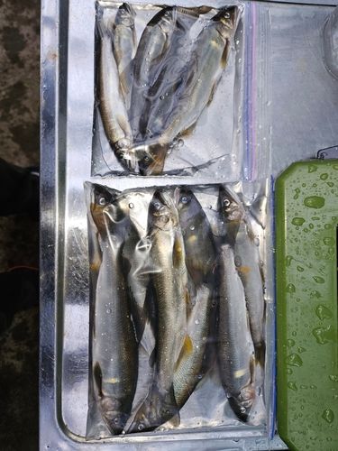 アユの釣果