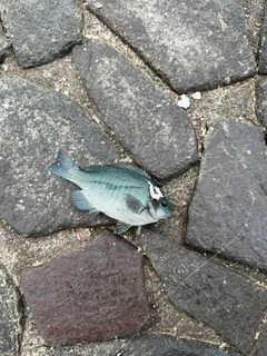 グレの釣果