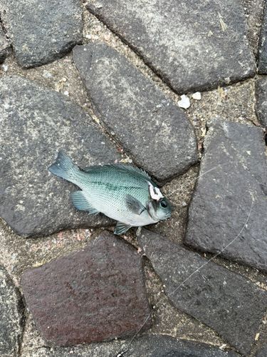 グレの釣果