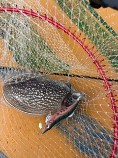 シリヤケイカの釣果