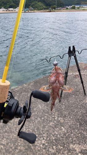 アコウの釣果