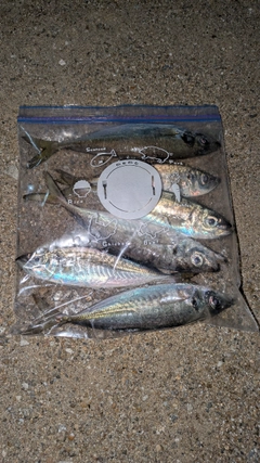 アジの釣果