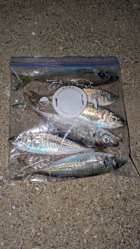 アジの釣果