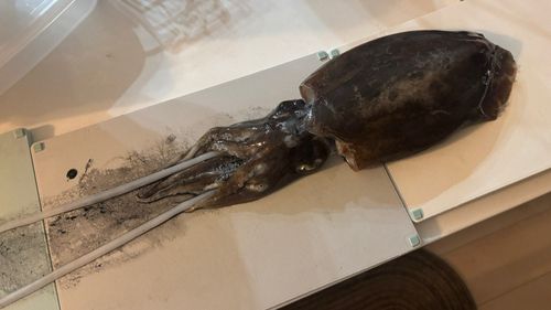 コウイカの釣果