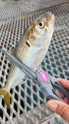 コノシロの釣果