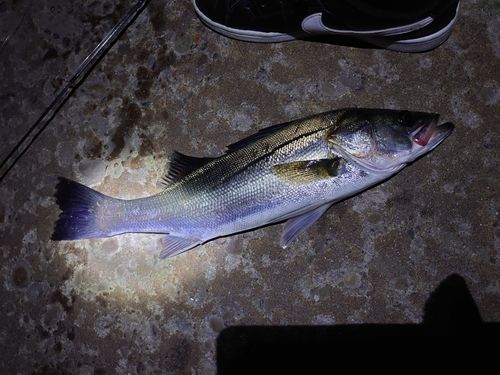 スズキの釣果