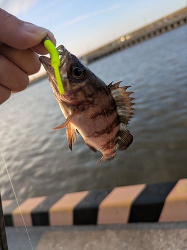 メバルの釣果
