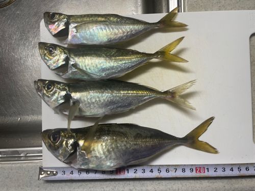 アジの釣果