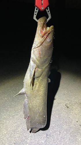 ナマズの釣果