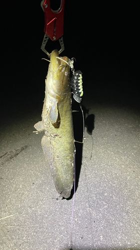 ナマズの釣果