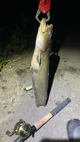 ナマズの釣果