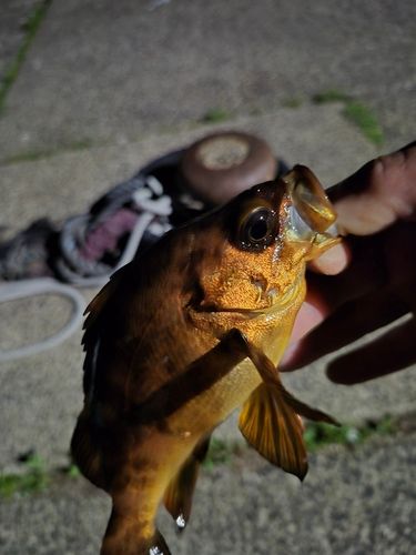 メバルの釣果