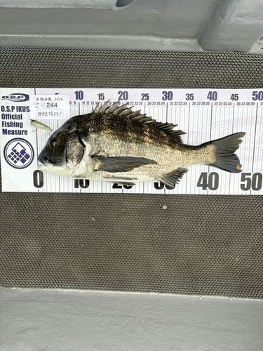 チヌの釣果