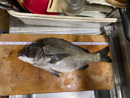 クロダイの釣果