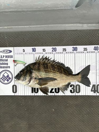 チヌの釣果