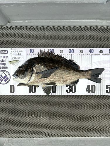 チヌの釣果