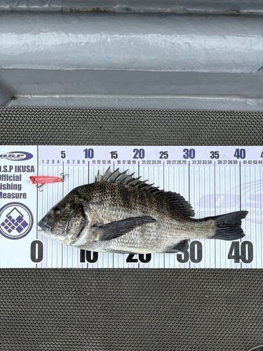 チヌの釣果