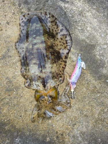 アオリイカの釣果